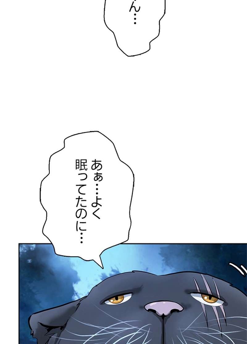 P66